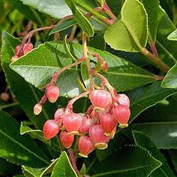 ARBUTUS unedo Rubra CTR 5L