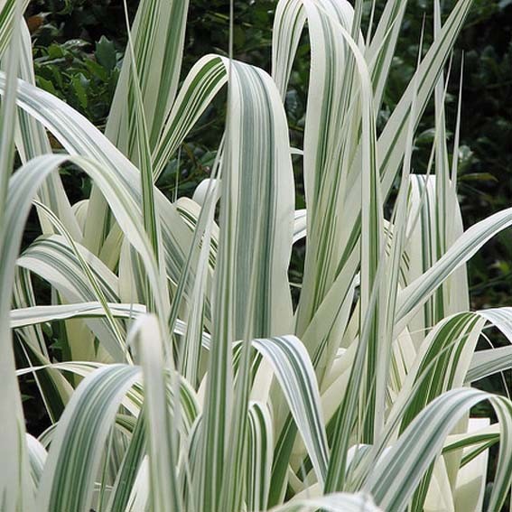 ARUNDO donax Variegata CTR 5L