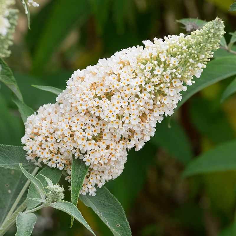 BUDDLEJA davidii Buzz Ivory...