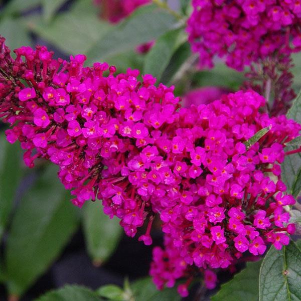 BUDDLEJA davidii Buzz...