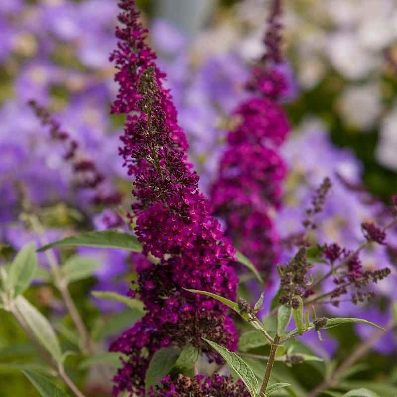 BUDDLEJA davidii Buzz Wine...