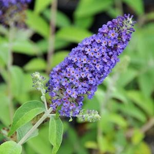 BUDDLEJA davidii Empire...