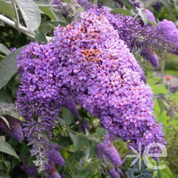 BUDDLEJA davidii Lochinch...