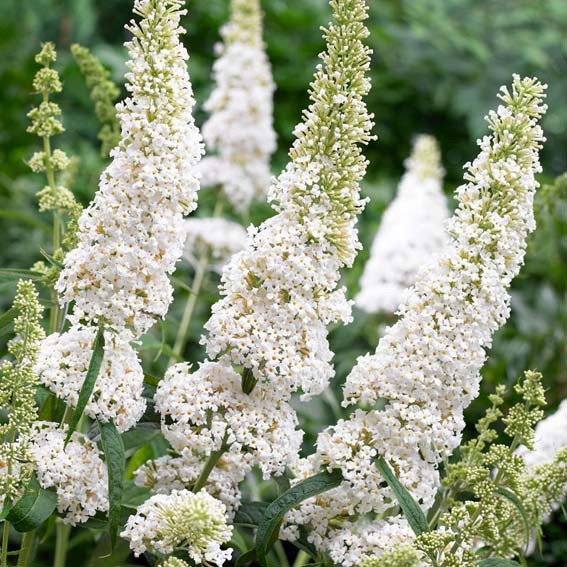 BUDDLEJA davidii White...