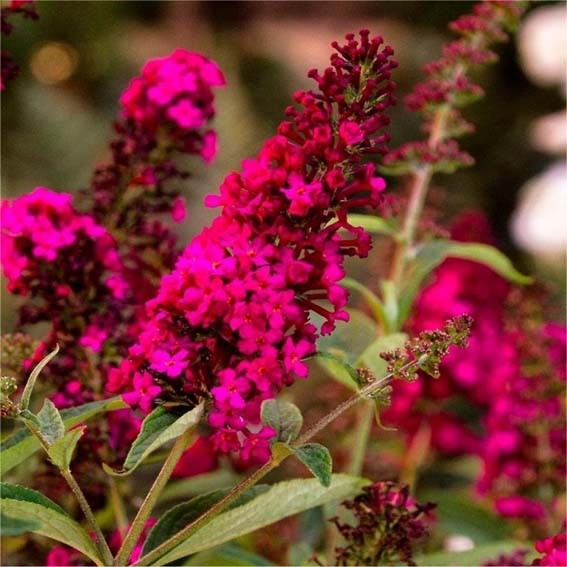 BUDDLEJA davidii Royal Red...