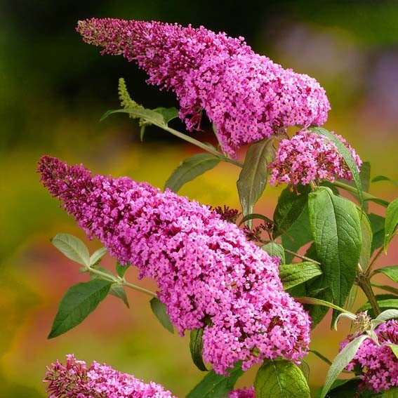 BUDDLEJA davidii Pink...