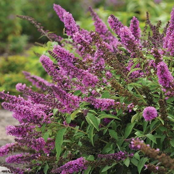 BUDDLEJA davidii Free...