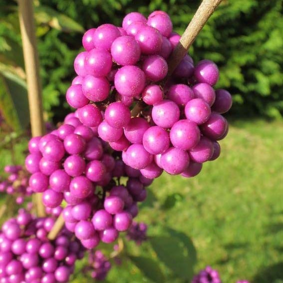 CALLICARPA bodinieri...