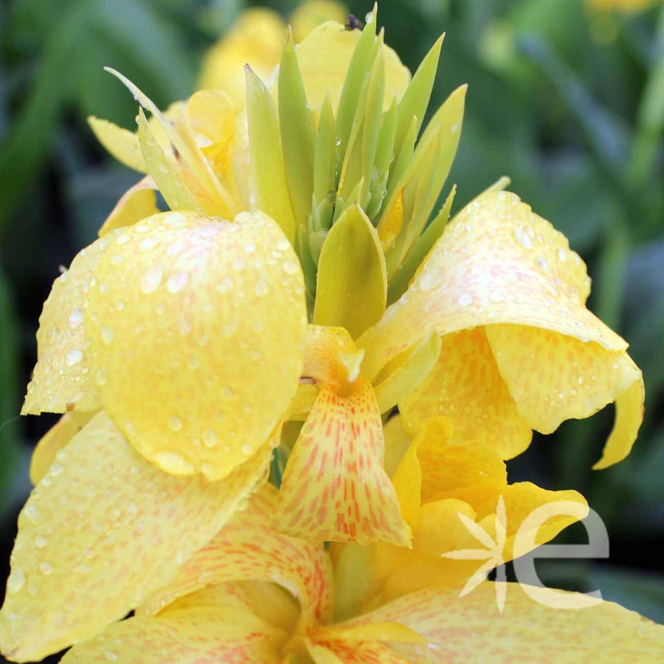 CANNA x Cannova ® Jaune CTR 3L