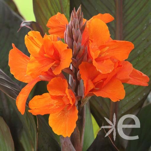 CANNA x Cannova ® Orange...