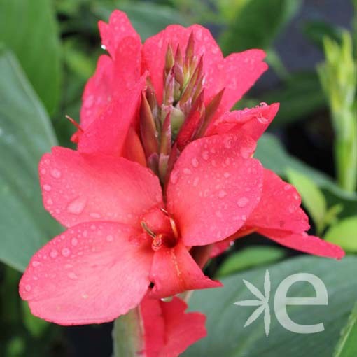 CANNA x Cannova ® Red...