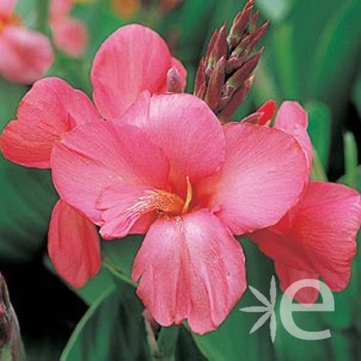 CANNA x Cannova ® Rosea CTR 3L