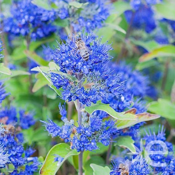 CARYOPTERIS x clandonensis...