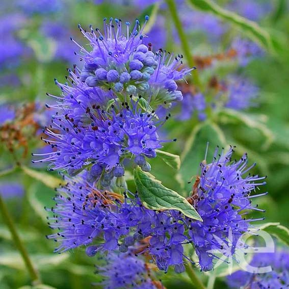 CARYOPTERIS x clandonensis...