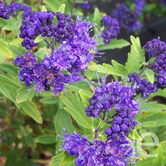 CARYOPTERIS x First Choice...