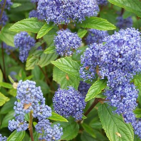 CEANOTHUS x delilianus...