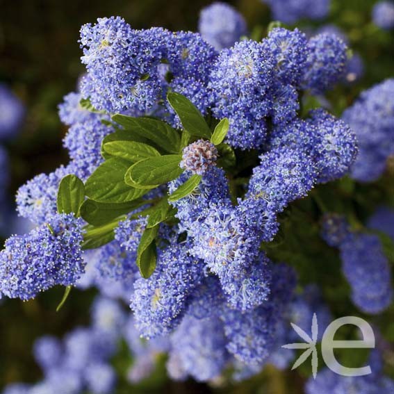 CEANOTHUS  x Henri Desfossé...