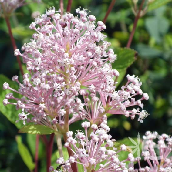 CEANOTHUS x pallidus Marie...