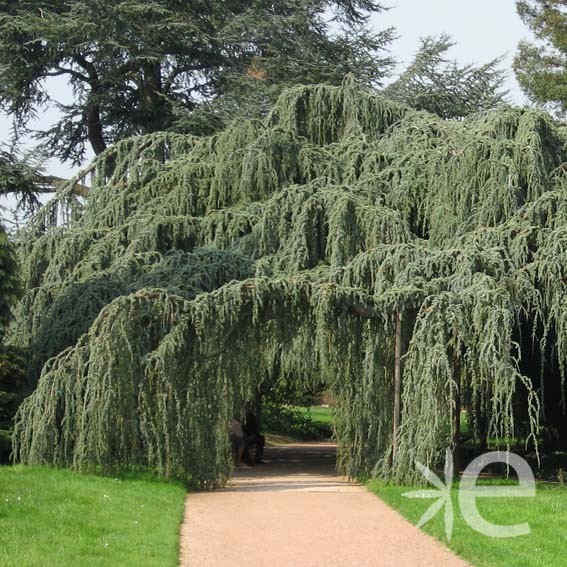 CEDRUS atlantica Glauca...