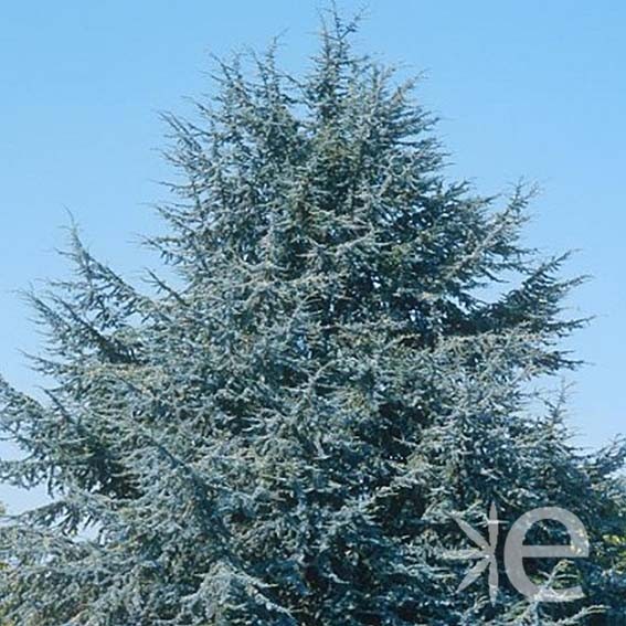 CEDRUS atlantica Glauca CTR 4L