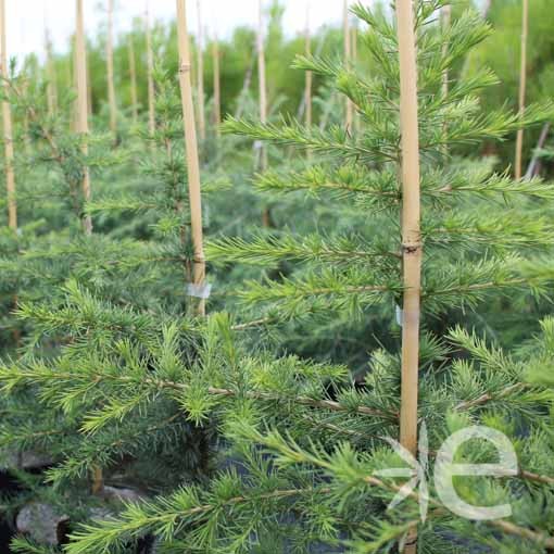 CEDRUS atlantica  CTR 4L