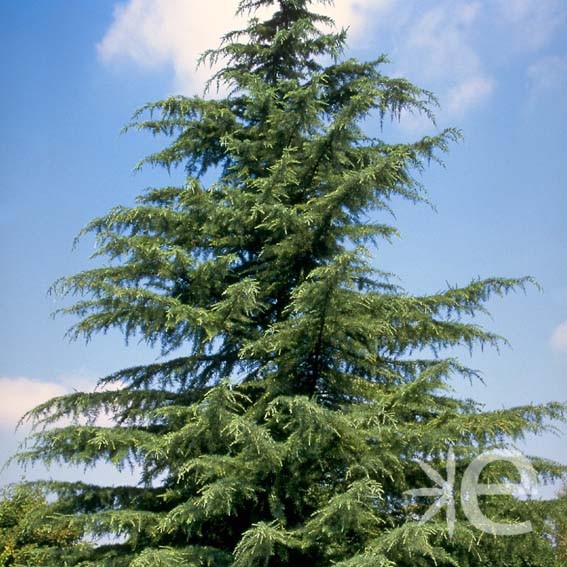 CEDRUS deodara  CTR 4L