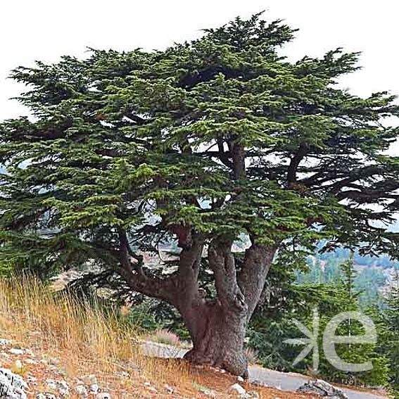 CEDRUS libanii  CTR 4L