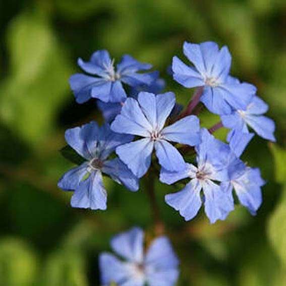 CERATOSTIGMA willmotianum...