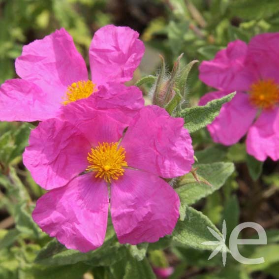 CISTUS x argenteus Peggy...