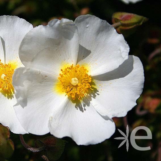 CISTUS x corbariensis  CTR 3L