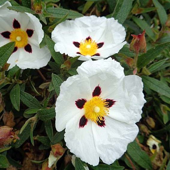 CISTUS x purpureus Alan...