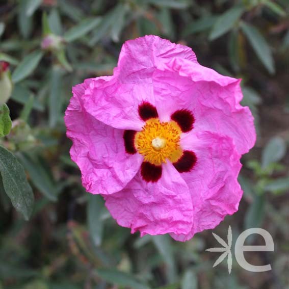 CISTUS x purpureus  CTR 3L