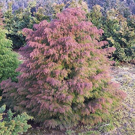 CRYPTOMERIA japonica...