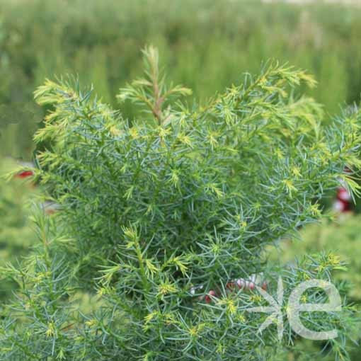 CRYPTOMERIA japonica...