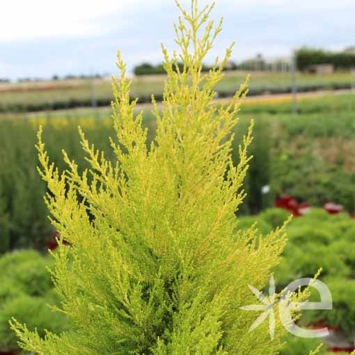 CUPRESSUS macrocarpa...