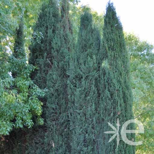 CUPRESSUS sempervirens...