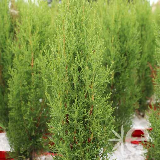 CUPRESSUS sempervirens...