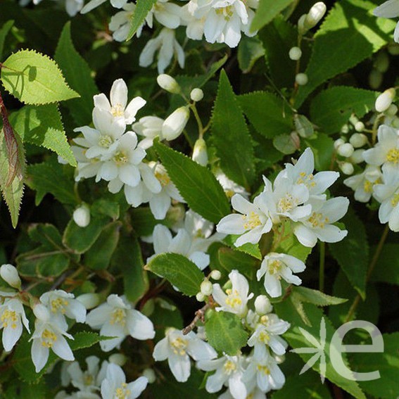 DEUTZIA gracilis  CTR 3L