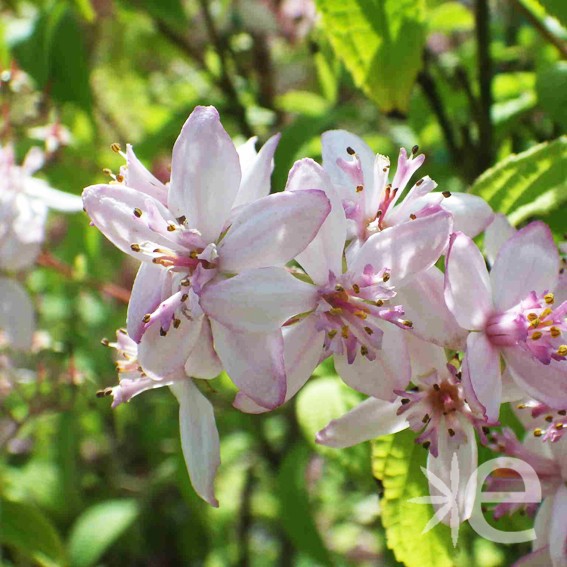 DEUTZIA x hybrida Mont Rose...