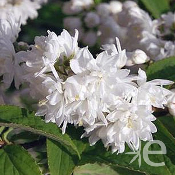 DEUTZIA x magnifica  CTR 3L