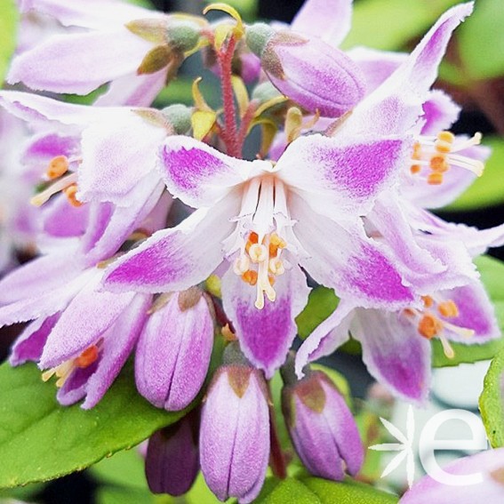 DEUTZIA x Rasperry Sundae...