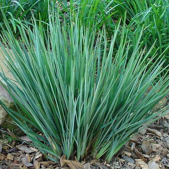 DIANELLA caerulea Little...