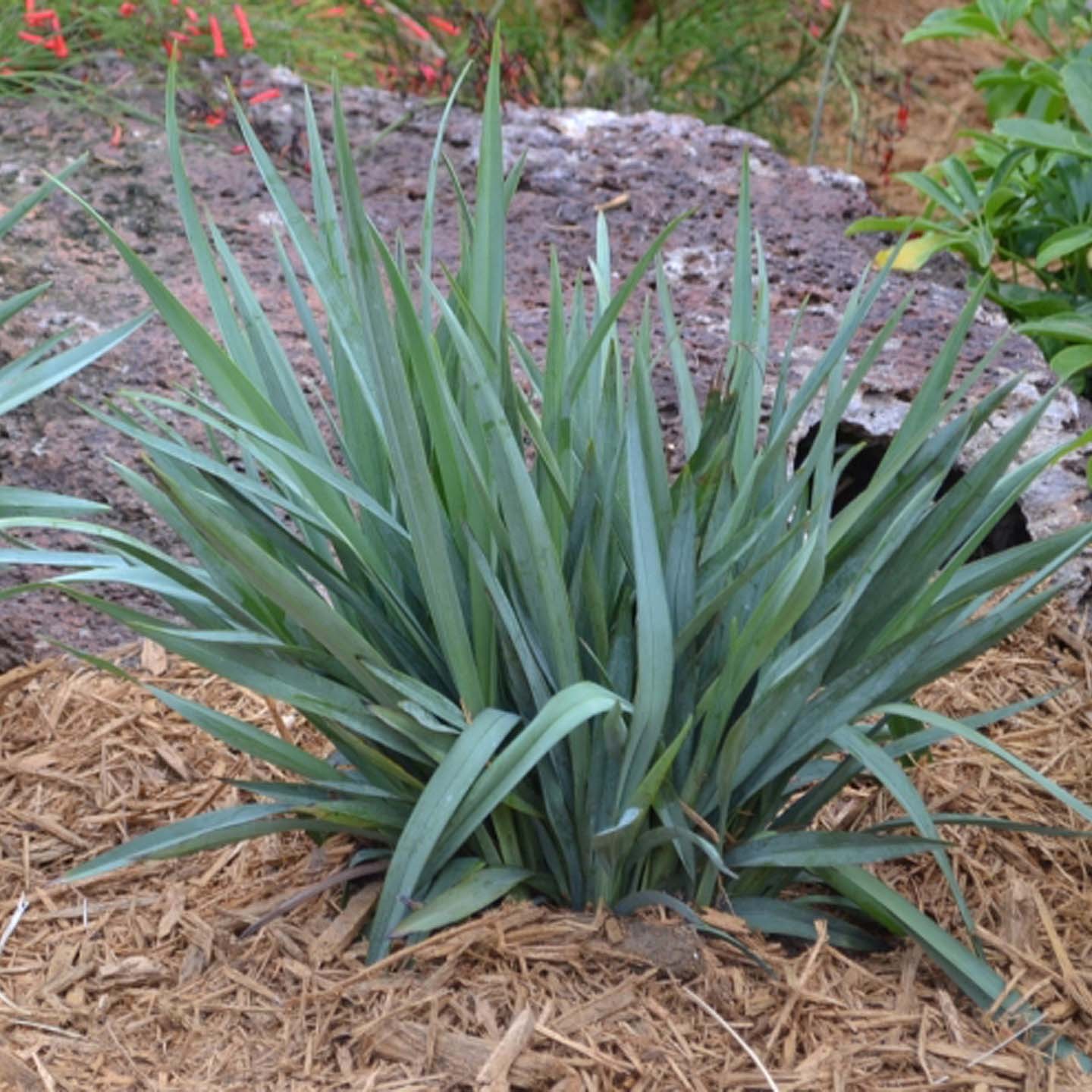 DIANELLA cassa blue...