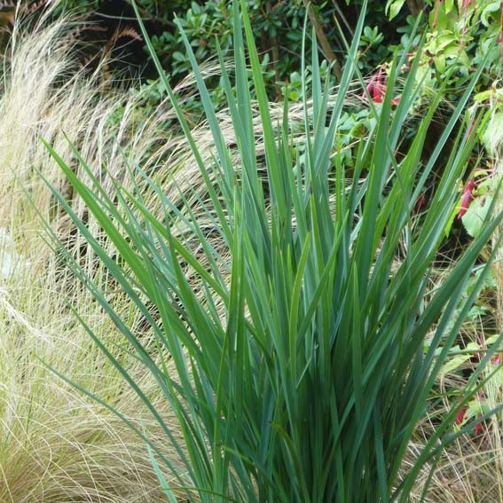 DIANELLA coolvista (Bleu...