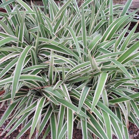 DIANELLA tasmanica...