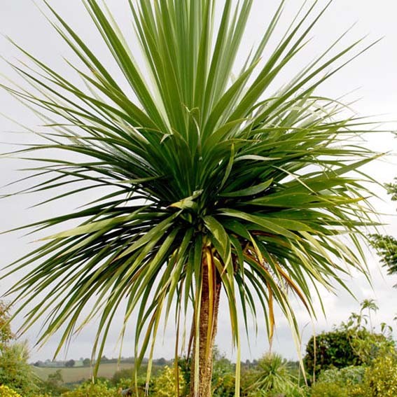 DRACAENA australis  CTR 3L