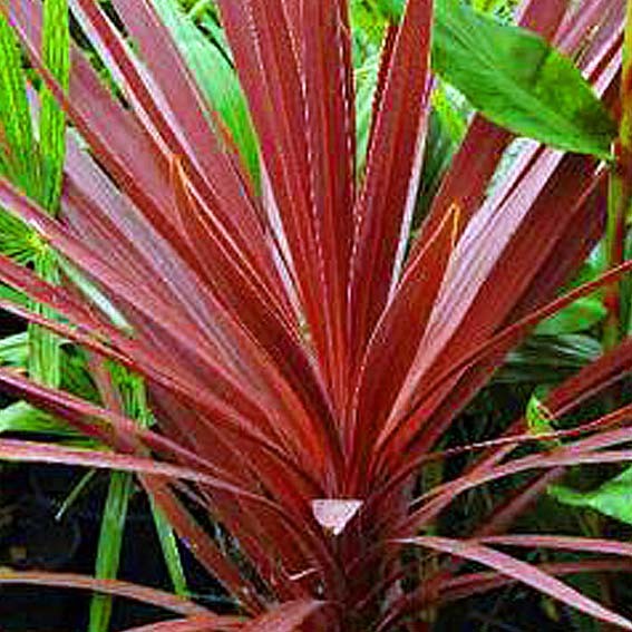 DRACAENA australis Red Star...