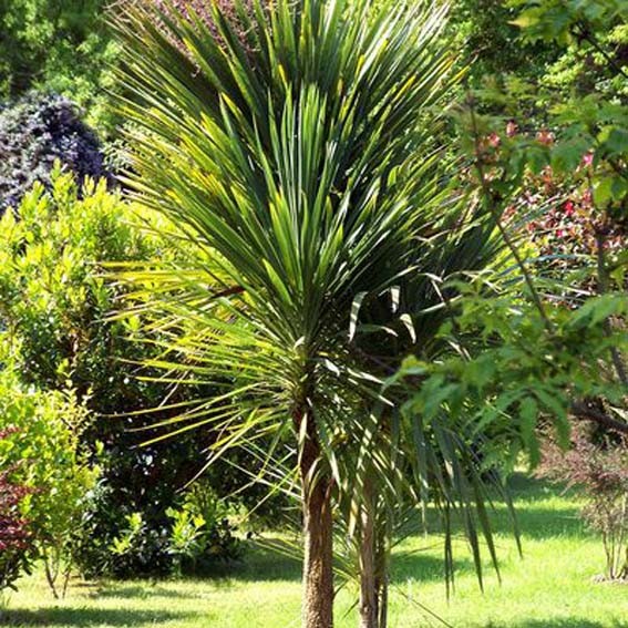 DRACAENA indivisa  CTR 3L