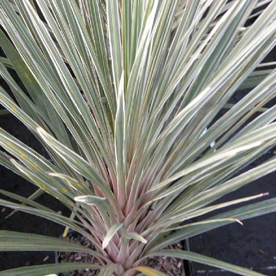 DRACAENA indivisa Pink...