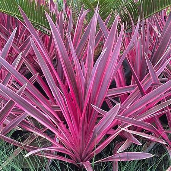 DRACAENA indivisa Pink...